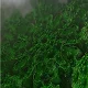 Edible_Algae_Models.jpg