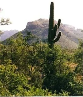 Saguaro National Park desert landscape.