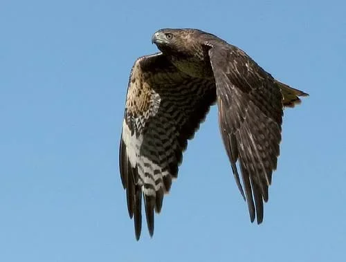 Photograph shows a redtailed hawk in flight showing its wing pattern.