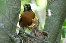 Photo shows a red-brested bird standing on the edge of a stick-made next with two baby birds in it, beaks wide open.