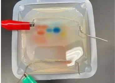 A photo of a gel a student made with a paper clip in it.