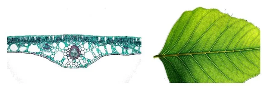(left) A microscopic view of a leaf.  It looks like it is full of holes. Some are bigger some are smaller, and some areas seem more organized and denser than others. (right) The bottom side of a green leaf.  There are branches of veins leading off from a main branch on both sides, then those veins get broken into smaller and smaller veins or branches.