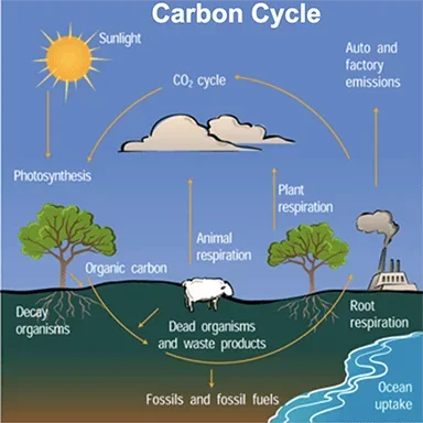 An image showing the different components of the carbon cycle.