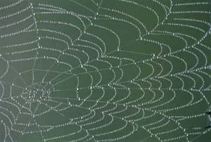 A photograph shows droplets of dew on a spider web.