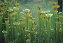 Photo shows light-green, funnel-shaped plants open to the sky.