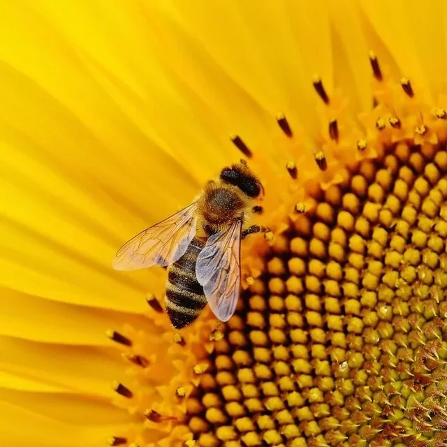 Classification Systems: Animals and Engineering 