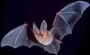 A bat in flight.