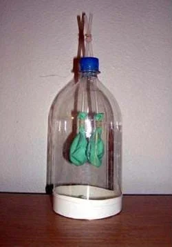 Photo shows a two-liter bottle with two straws sticking through the cap with balloons held on the lower straw ends with rubber bands. The cut-off bottle bottom is replaced with another balloon stretched over the opening.