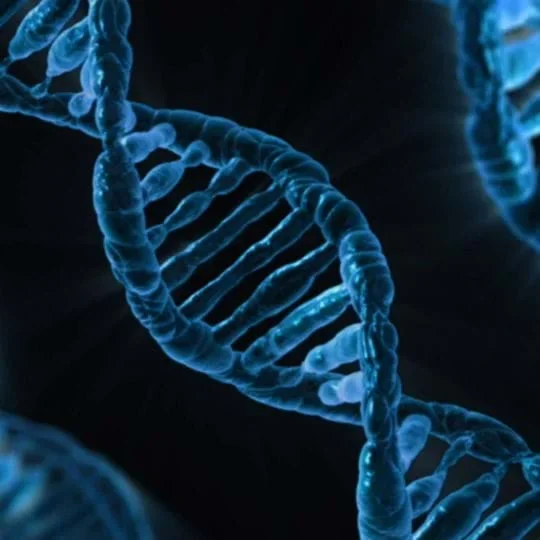DNA Build