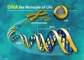 Graphic shows images of DNA helix, gene, chromosomes and cell, with headline: DNA – the molecule of life.