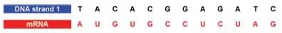 Added below the previous example DNA strand 1 coding, an example mRNA coding for that strand: A, U, G, U, G, C, C, U, C, U, A, G.