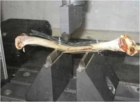 Photo shows a long bone clamped into a metal base with an overhead device pushing down on it. The bone has a metal strip and screws attached lengthwise to and along the bone.