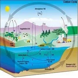 cub_carbon_lesson01.jpg