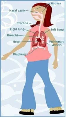 A drawing of a young girl illustrating our respiratory system. Shown are words pointing to the airways, lungs, and the different respiratory muscles that help with air movement into and out of the body.
