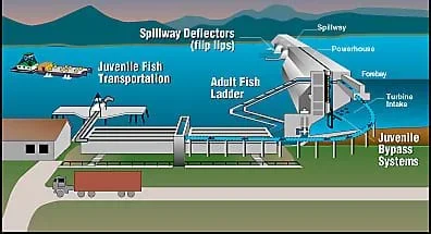 A diagram shows a side view of a dam across a river, with systems and parts identified: spillway, powerhouse, forebay, turbine intake, spillway deflectors (flip lips), juvenile bypass systems and transportation, and adult fish ladder. Barges move fish headed upstream through a lock system for safe passage around the dam.