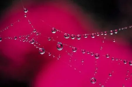 A photograph shows round water droplets clinging to a spider web.