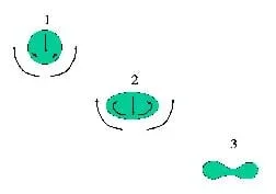 Sketch shows forces altering a droplet from a sphere shape to a blood cell shape (thinner in the middle).
