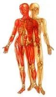 Shown is a 3-D image of a human skeleton.