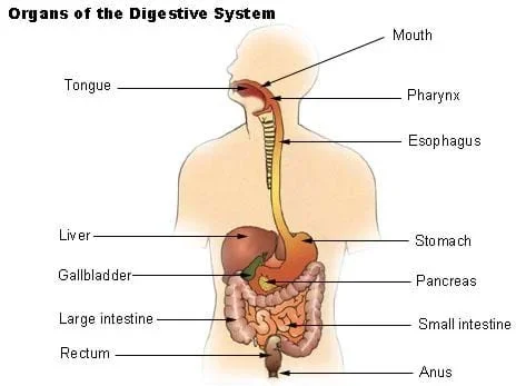 A diagram of the human digestive system, with labels and arrows pointing to the various organs. Shown is the tongue, mouth, pharynx, esophagus, liver, stomach, gallbladder, pancreas, large and small intestine, rectum and anus.