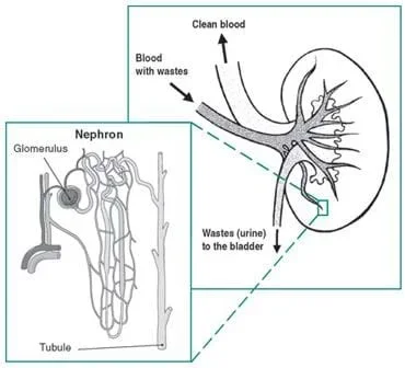 Schematic drawing of a kidney. Shown is blood with wastes entering the organ, and clean blood and urine exiting. An enlarged section of part of the drawing focuses on the nephron, showing the glomerulus and the tubule.