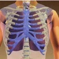 Creating Model Working Lungs: Just Breathe 