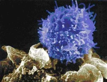 A microscopic image shows a spiky blue ball, a T cell, attacking a foe, an unfriendly cell.