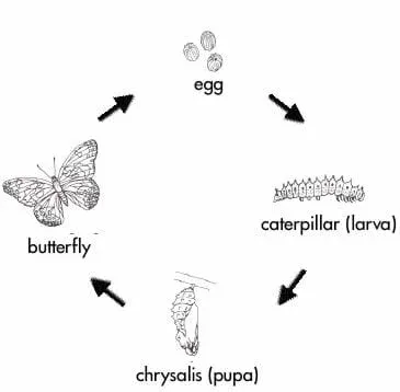 A black and white drawing of the four stages in a butterfly's life cycle: egg, caterpillar (larva), chrysalis (pupa) and butterfly.