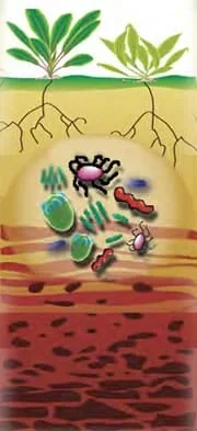A drawing of two plants showing illustrating their roots underneath the soil. The plants' roots lead to naturally occurring bacteria and fungi that break down contaminants, shown as dark-colored stains far beneath the roots.