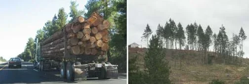 Two photos: (left) A truck carries a load of cut trees on the highway. (right) A hillside looks bare with most of its tall pine trees cut down.