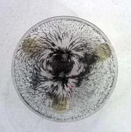 Photo shows arching patterns of iron filings on a Petri dish balanced on a bar magnet.