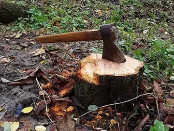 An axe stuck in a cut down tree stump.