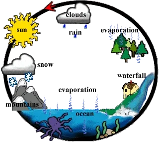 Diagram shows water evaporates from plants and bodies of water. Then it condenses into clouds where it travels and then releases the water as precipitation. The water then flows back to the bodies of water and into plants where the cycle is restarted.