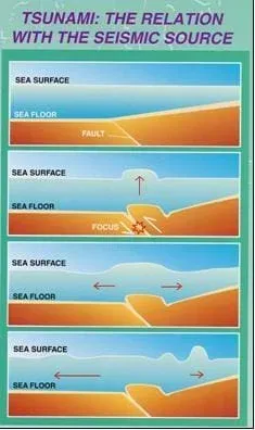 Image of four vertical panels illustrating how tsunamis are formed. From the bottom up, the ocean floor lifts up at a fault, forming and then pushing up a wall of water. The water then flows away from the fault, creating a wave of water that increases in height (amplitude) as it moves toward shore.