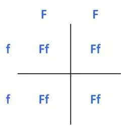 A Punnett square shows capital (dominant genes) and lower-case (recessive genes) letter Fs (representing the trait of freckles) in the four squares formed by a plus sign-shaped grid. Using the combination of genes in which one parent has a homogenous genotype with freckles (FF) and the other parent has a homogeneous recessive genotype (ff), results in a 100% chance of the child having freckles (with a recessive allele) due to the presence of the F (dominant) allele.