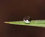 Close-up photo shows a clear bead sitting on a leaf.