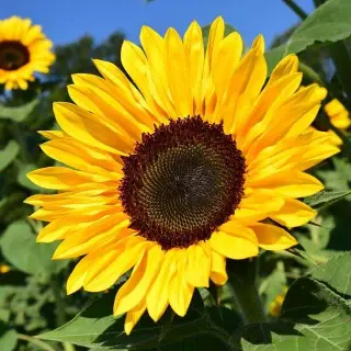 duk_sunflower_mary_act.jpg