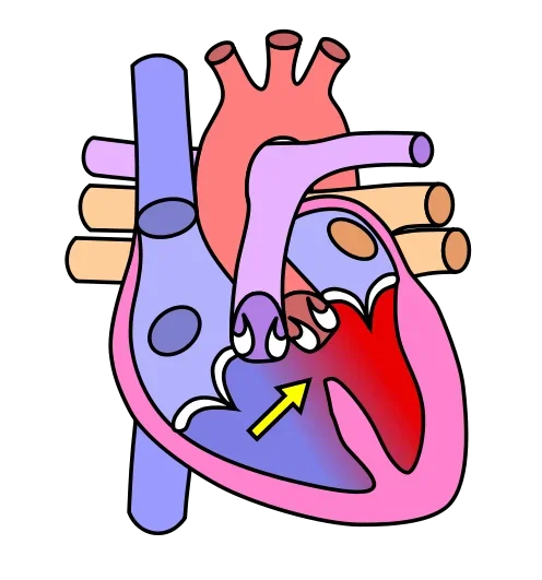 A graphic illustrating the human heart.
