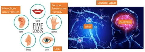 A graphic depicting the five senses and their relationship to Arduino components as well as the mechanics of the nervous system.