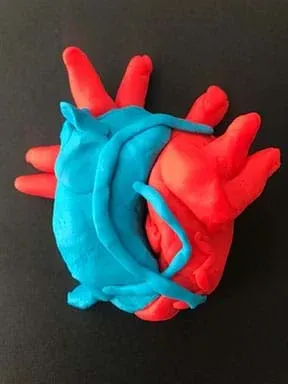 Front view of a model of human heart made out of Playdoh.