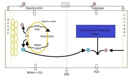 A diagram shows the components of a microbial fuel cell that consists of an anode, cathode and proton exchange membrane. Microorganisms are placed in the MFC and release energy in the form of electrons as they undergo photosynthesis or cellular respiration.