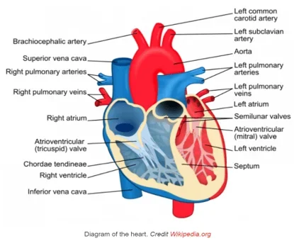 A labeled anatomical diagram of the human heart showing major chambers, valves, and blood vessels. The heart is split into left and right sides, with the left side shown in red (oxygenated blood) and the right side in blue (deoxygenated blood). Key structures labeled include the right and left atria and ventricles, atrioventricular (tricuspid and mitral) valves, semilunar valves, chordae tendineae, septum, superior and inferior vena cava, right and left pulmonary arteries and veins, aorta, brachiocephalic artery, left common carotid artery, and left subclavian artery.