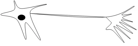 A line drawing shows a loose five-pointed object with a round dark dot in its center with two strings from it to multi-pointed object.