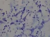 A magnified image shows multiple neurons from a rat's brain. In the center are distinct neurons with visible dendrites and axons.