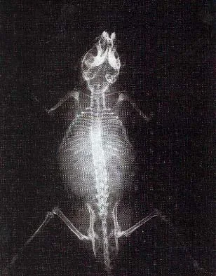 A black and white image shows the skeleton of a small animal.