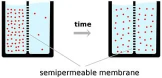 A side-view drawing shows diffusion over a semipermeable membrane. From left to right: Most particles (red dots) are on one side of a container of liquid that is divided vertically by a membrane. An arrow labeled “time” points to the right where in the same container, the particles are now spread out equally on both sides of the membrane.