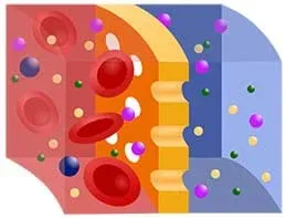 A schematic diagram shows a simplification of a semipermeable membrane during hemodialysis in which blood is red, dialyzing fluid is blue and the membrane is yellow. Of the many different colored and sized particles floating in the blue and red liquids, the reddish blood cells are too large to get through the holes in the yellow membrane.