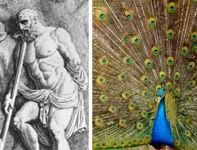 Two images: A black ink drawing shows a strong, bearded man with a cloth draped around his waist, holding a long staff; his bald head is covered with many eyes. A photograph of a blue peacock with tail feathers spread, showing a scattering of many eye-shapes in the feathers' coloring.
