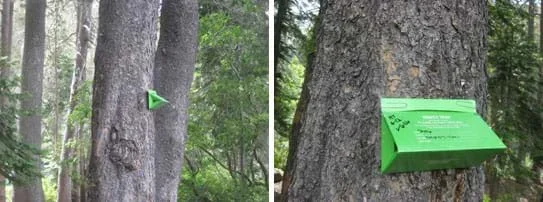 Two images show a green triangular cardboard box affixed to a tall tree in a forest.