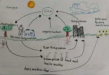 A student drawing of the carbon cycle.