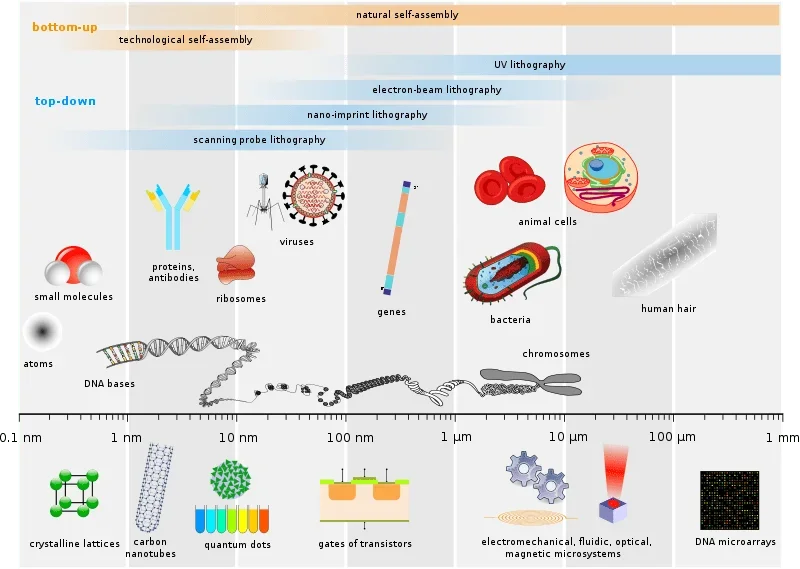 Image shows the sizes of multiple viruses next to a human red blood cell for scale. Virus images are labeled with their names and sizes in nanometers.